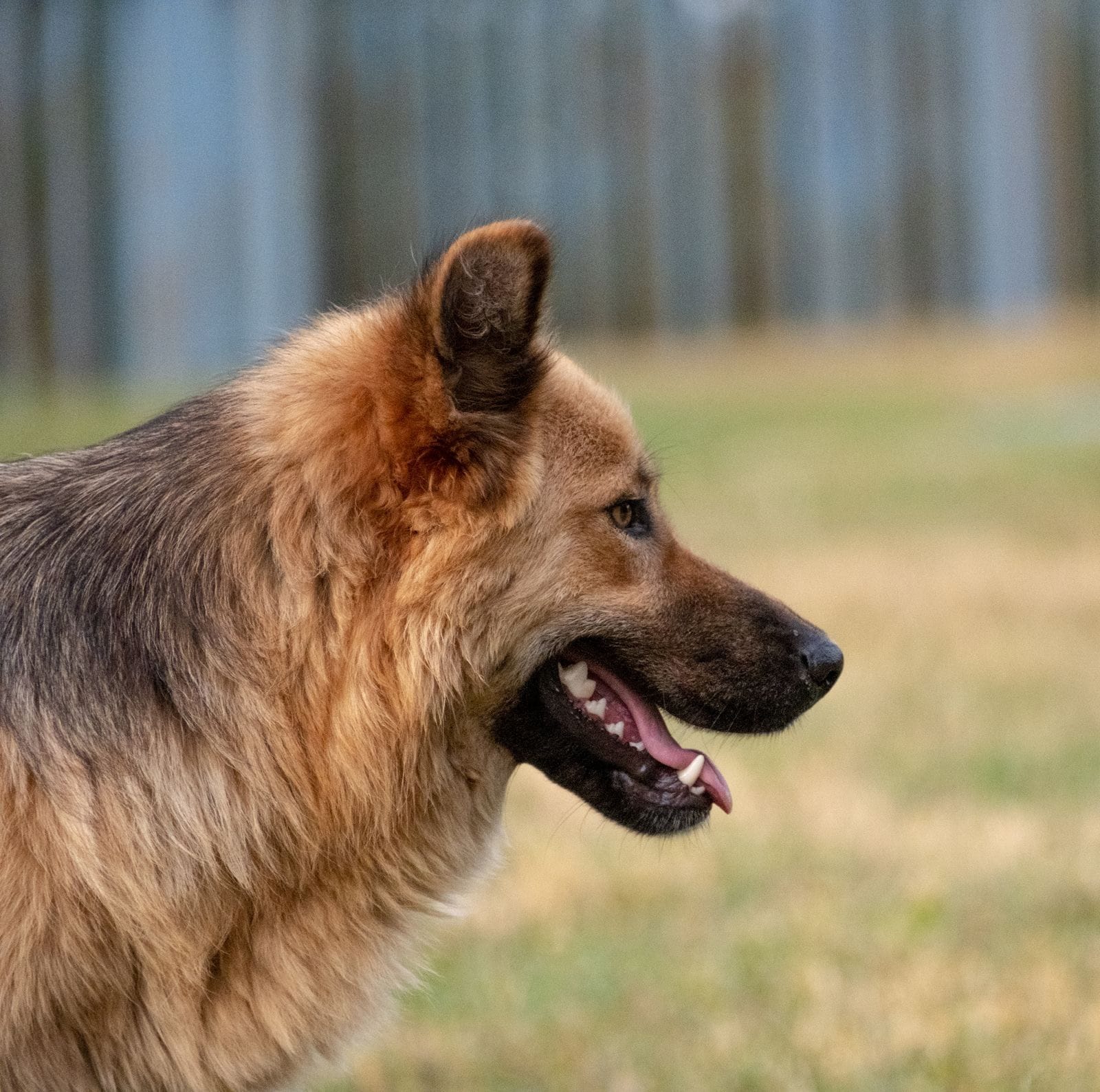 A German Shepherd dog outdoors